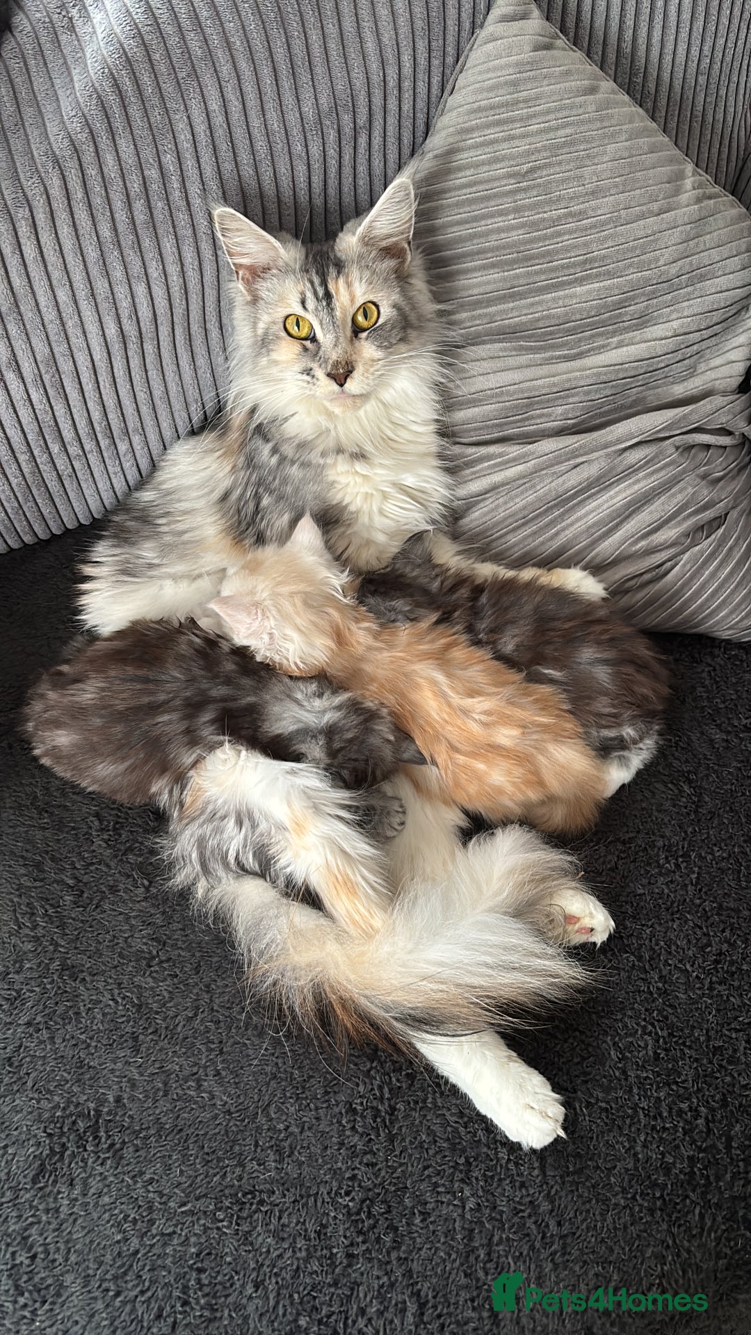 Maine Coon cats for sale: Beautiful female Maine coon ready 15/12/2025 - Image 3