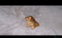 Cockapoo dogs for sale: Cockerpoo puppies  - Advert 7