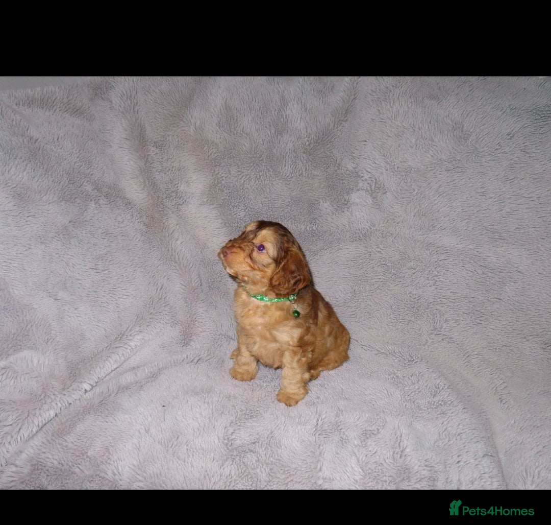 Cockapoo dogs for sale: Cockerpoo puppies  - Advert 7