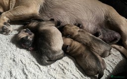 Chug dogs for sale: Gorgeous Chug pups  - Image 1