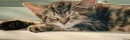 British Shorthair cats for sale: Beautiful Playful Kitten - Ready now - £50 each - Advert 7