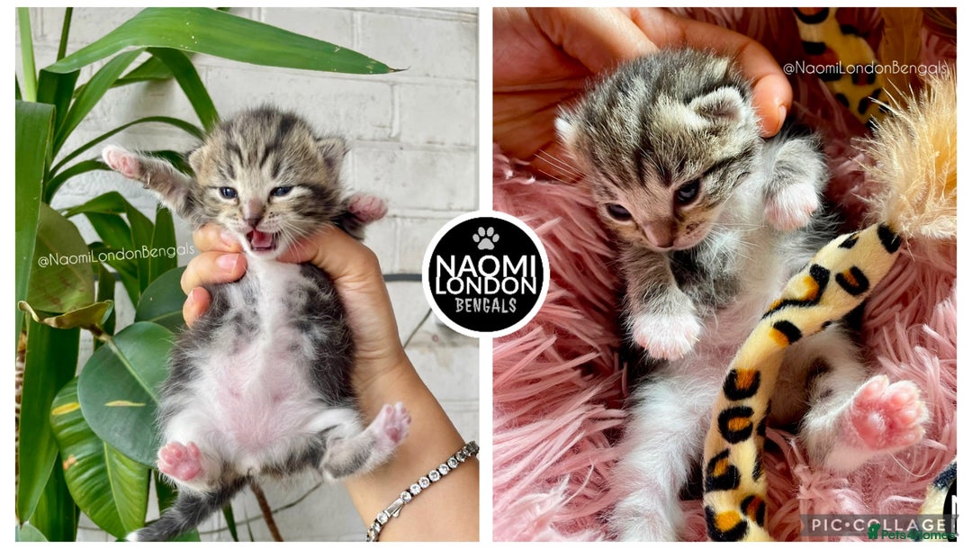 Bengal cats for sale: ⭐️ BENGAL KITTEN FOR SALE! ⭐️ 🩷❤️🧡💛💚🩵💙💜 - Image 1