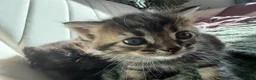 Mixed Breed cats for sale: 4 kittens looking for new home  - Advert 15