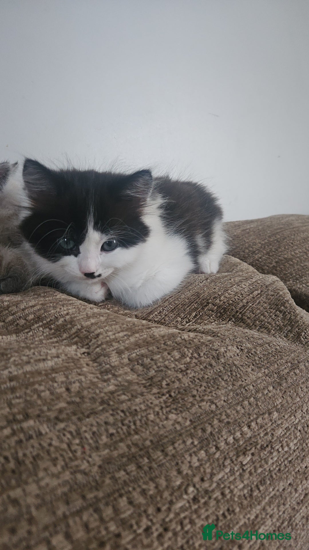 Mixed Breed cats for sale: Kittens mix breed.  - Image 5