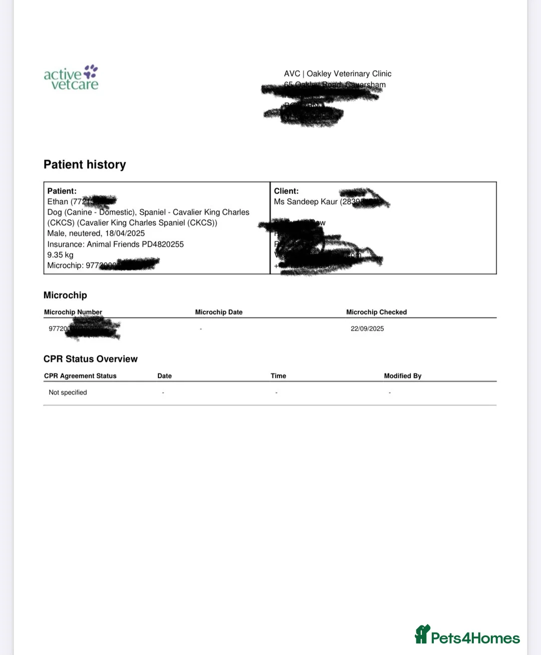 Cavalier King Charles Spaniel dogs for sale: Adorable - Advert 2