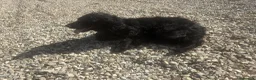 Cocker Spaniel dogs for sale: Female cocker spaniel in Evesham - Advert 3
