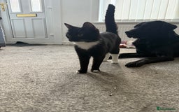 Domestic Shorthair cats for sale: Pretty little tuxedo and cutest little tabby - Image 3