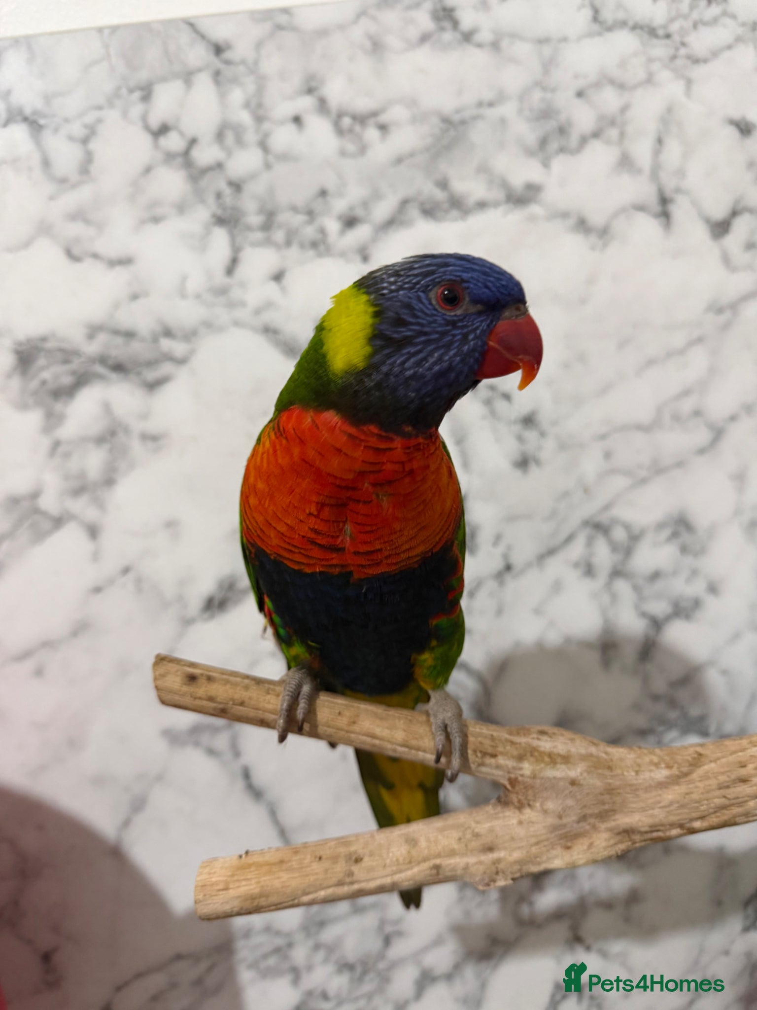 Mixed Breed birds Rainbow lorikeet  - Advert 21