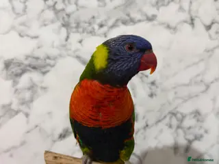 Mixed Breed birds Rainbow lorikeet - Advert 21