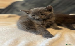 Ragdoll cats for sale: Ragdoll cross domestic shorthaired kittens  - Image 13