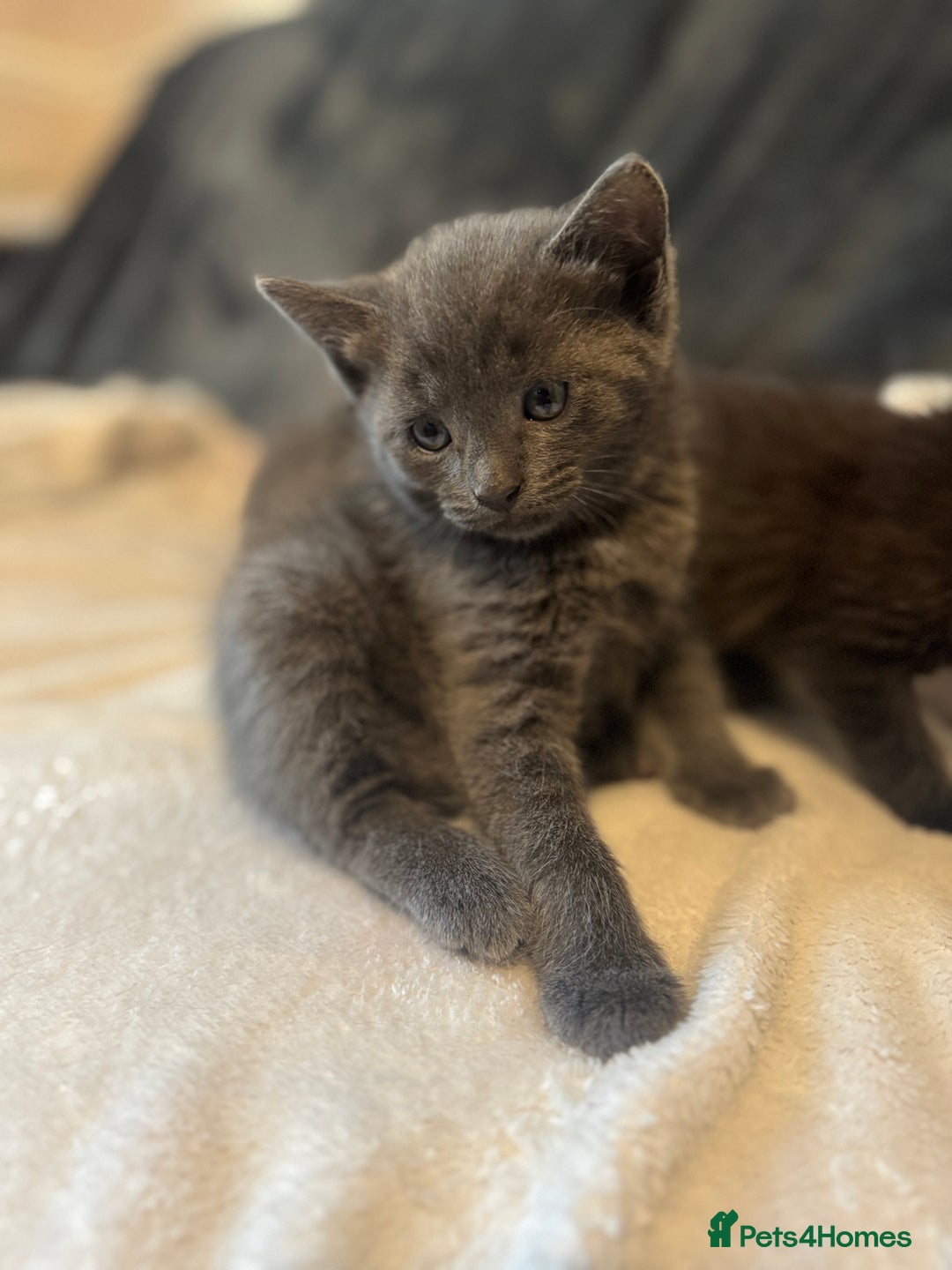 Ragdoll cats for sale: Ragdoll cross domestic shorthaired kittens  - Image 13
