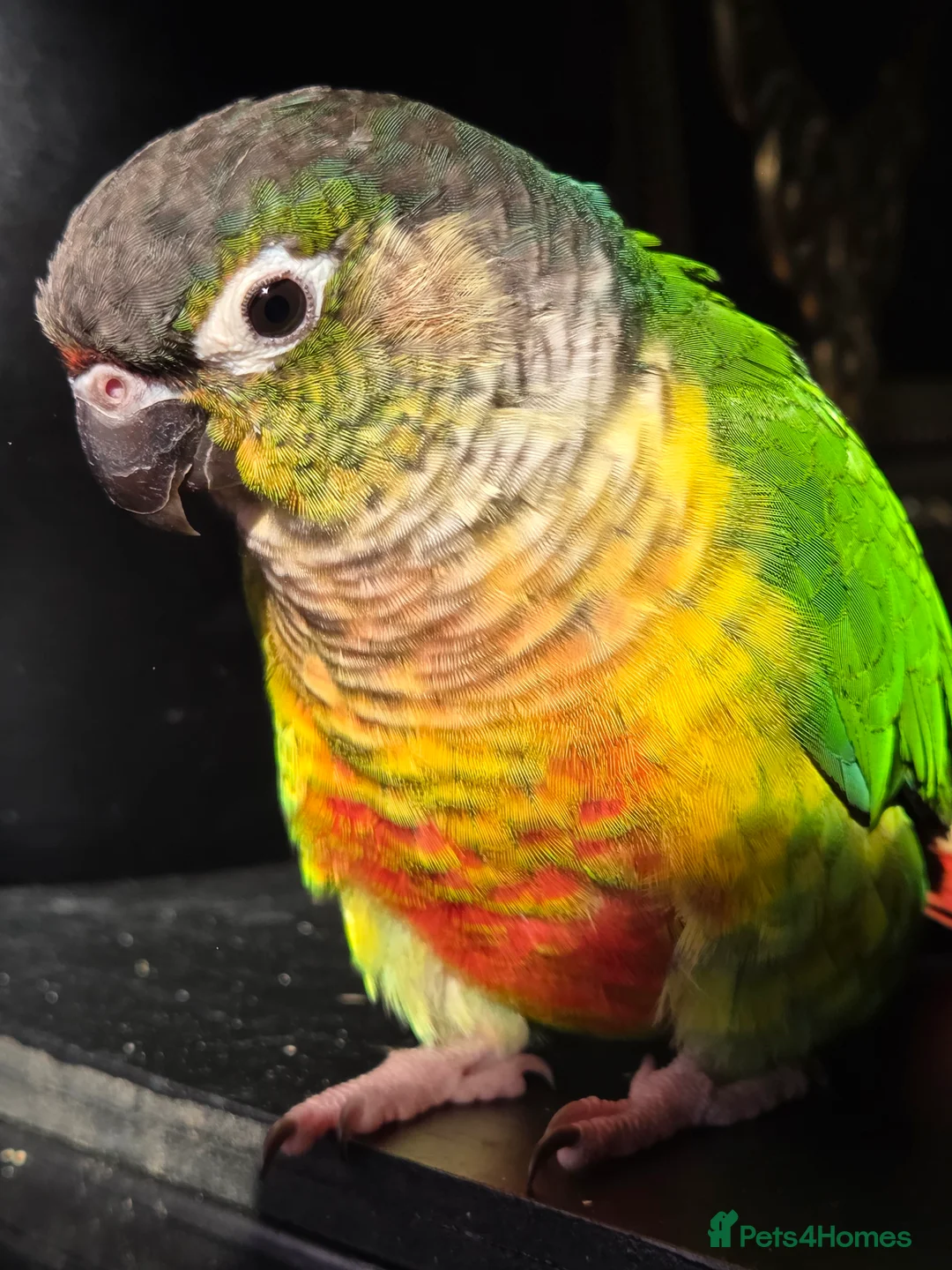 Conures birds for sale: Friendly conure - Advert 1