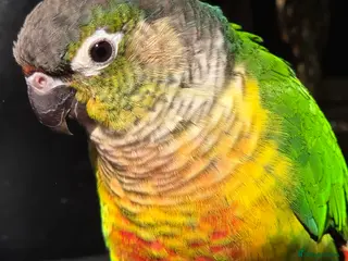 Conures birds Friendly conure - Advert 5