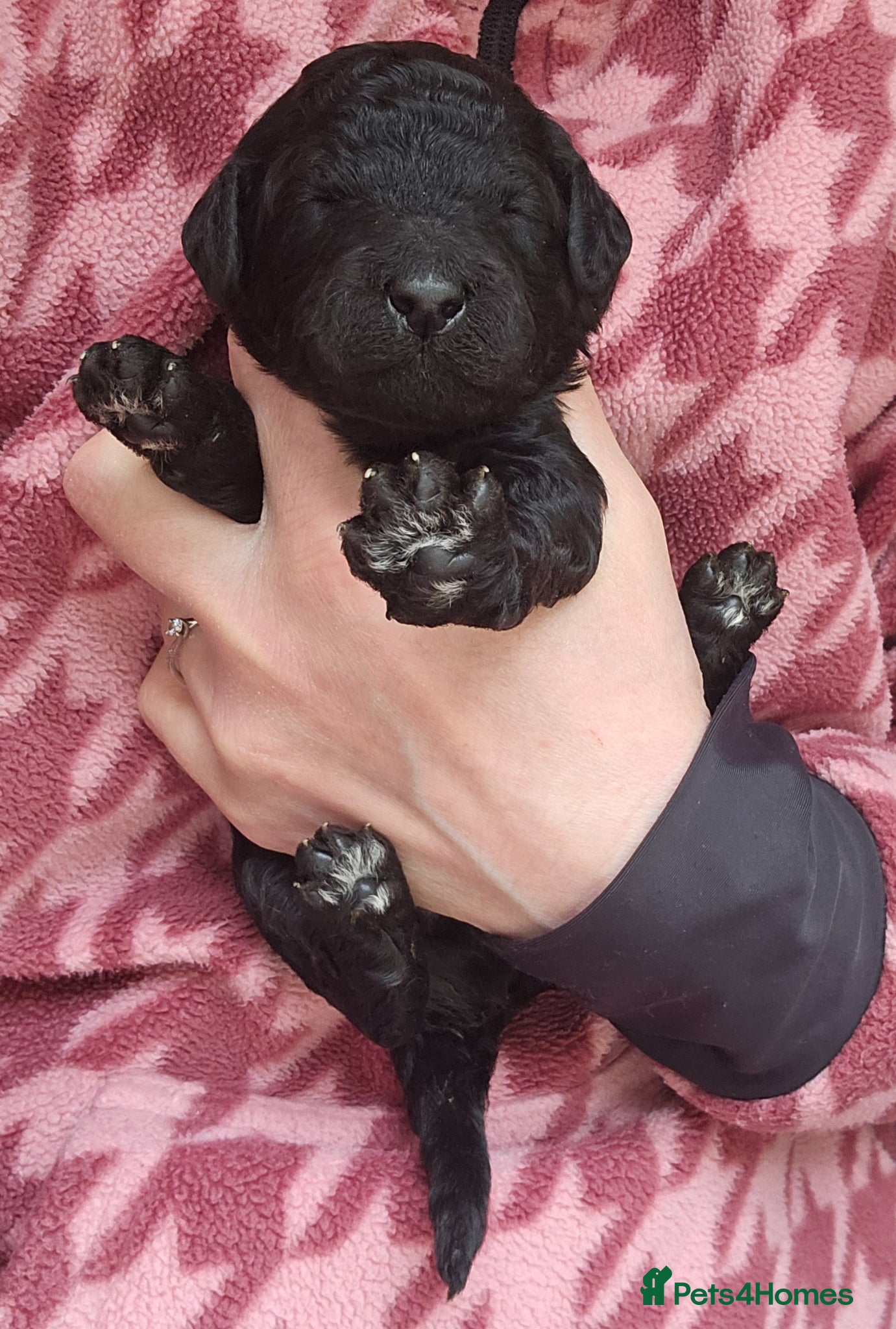 Poodle dogs for sale: Exceptional health tested Moyen Poodles  - Advert 18