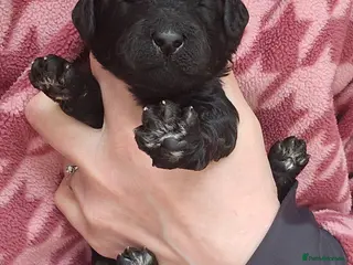 Poodle dogs Exceptional litter of Moyen Poodles - Advert 1