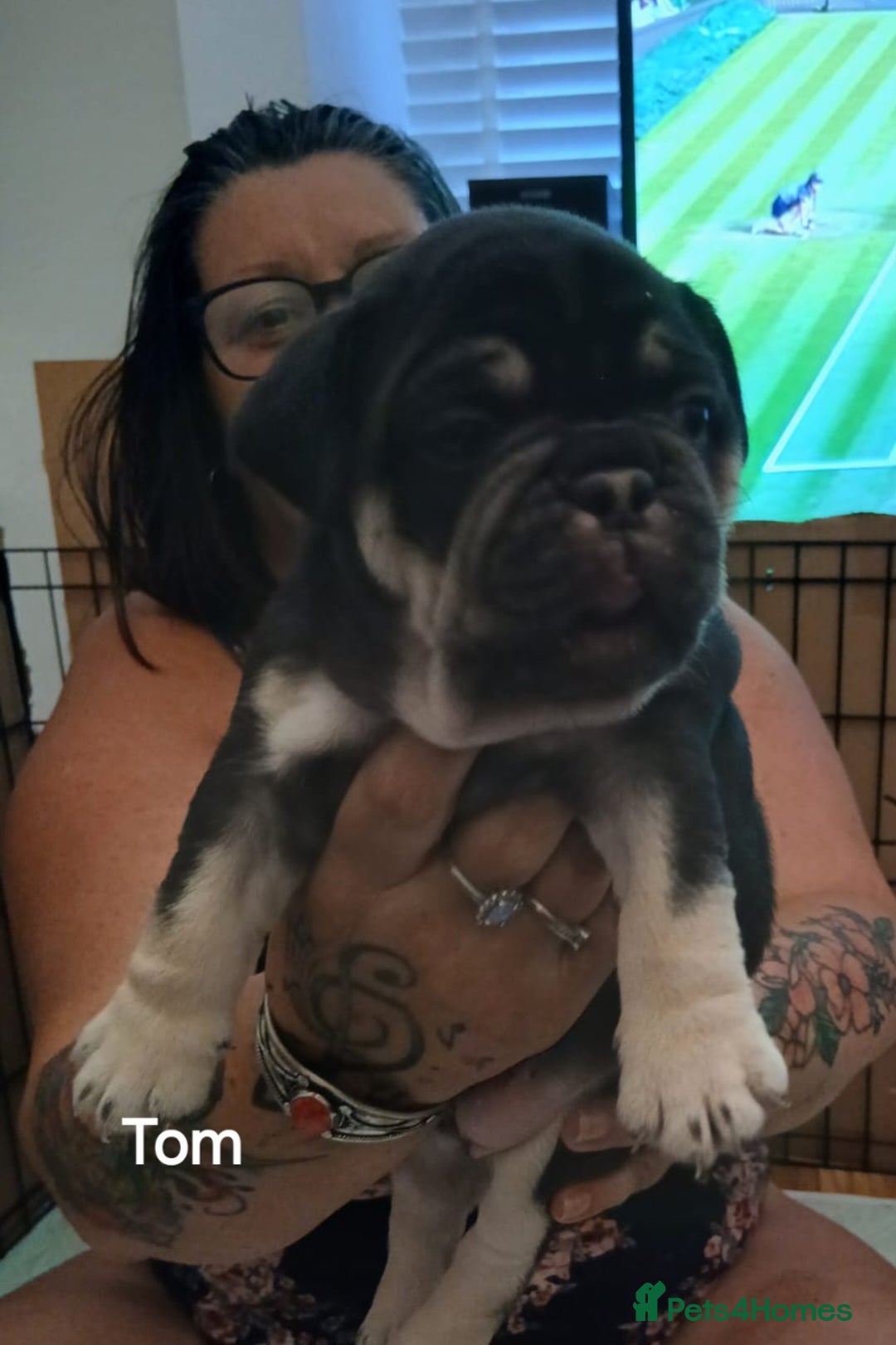 French Bulldog dogs for sale: French Bulldog pups - Image 12
