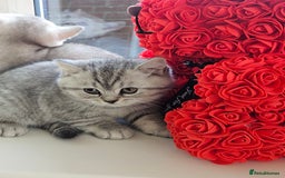 British Shorthair cats for sale: British shothair kittens  - Image 26