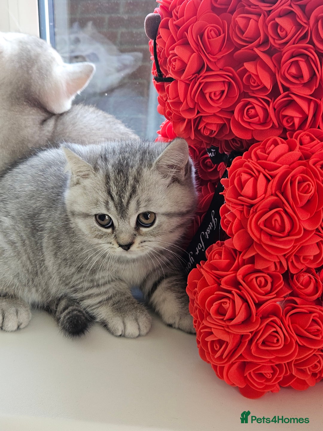 British Shorthair cats for sale: British shothair kittens  - Image 26