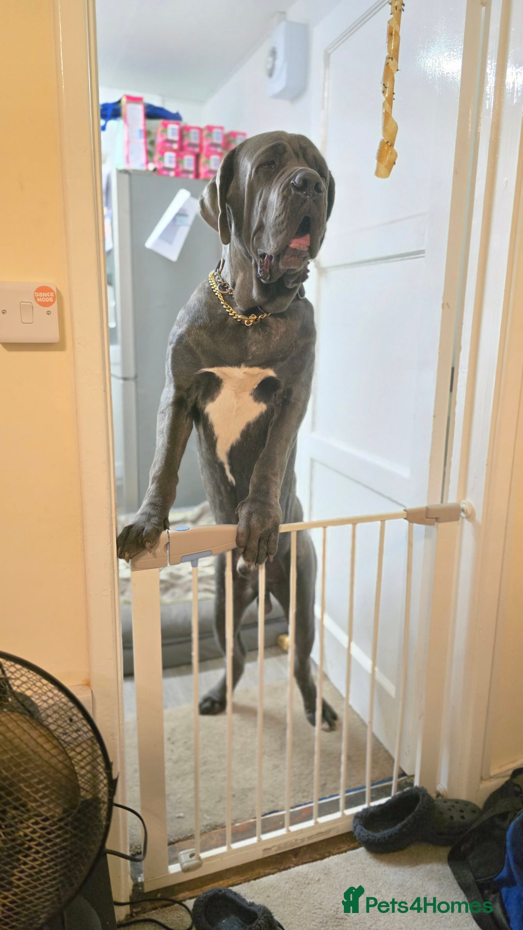 Neapolitan Mastiff dogs for sale: Neopolitan mastiff male - Image 2