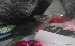 Mixed Breed cats for sale: 4 Beautiful kittens - Image 9