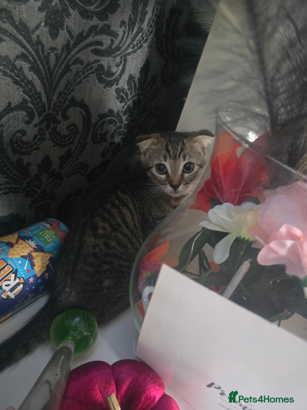 Mixed Breed cats for sale: 4 Beautiful kittens - Image 9