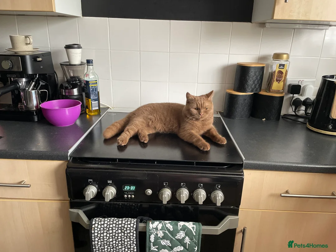 British Shorthair cats for sale: GCCF active Cinnamon Male - Advert 5