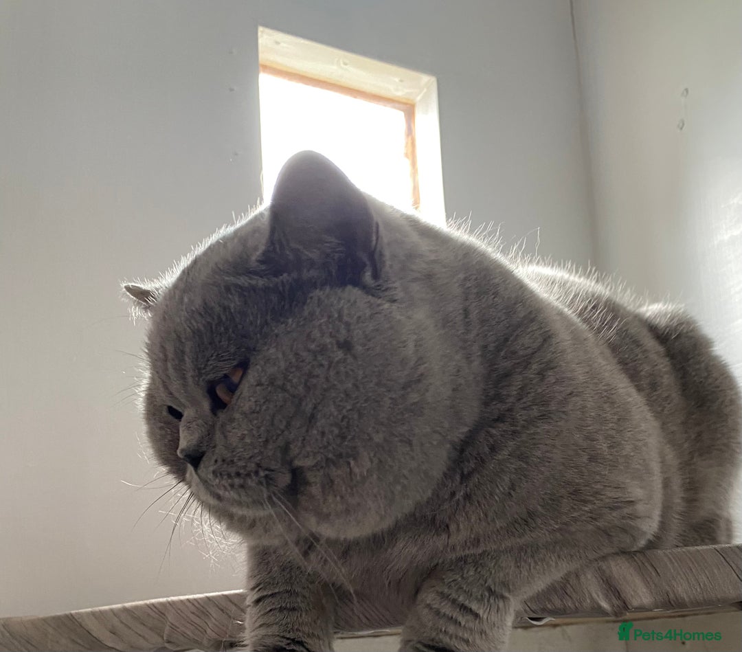 British Shorthair cats for sale: Neutered male  - Advert 8