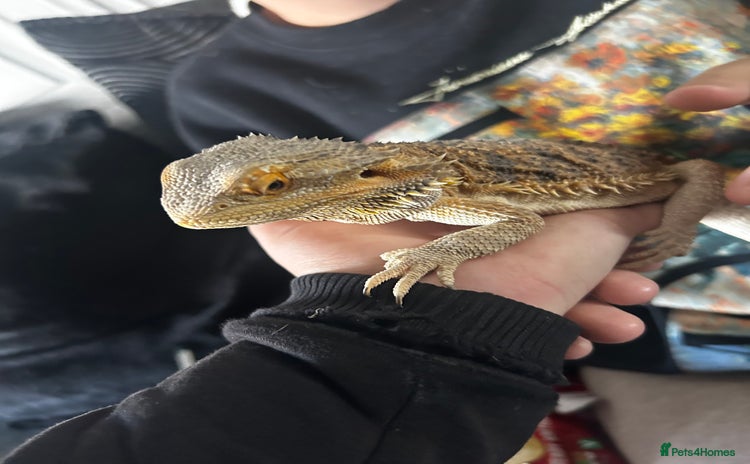 Bearded Dragon reptiles - Advert 7
