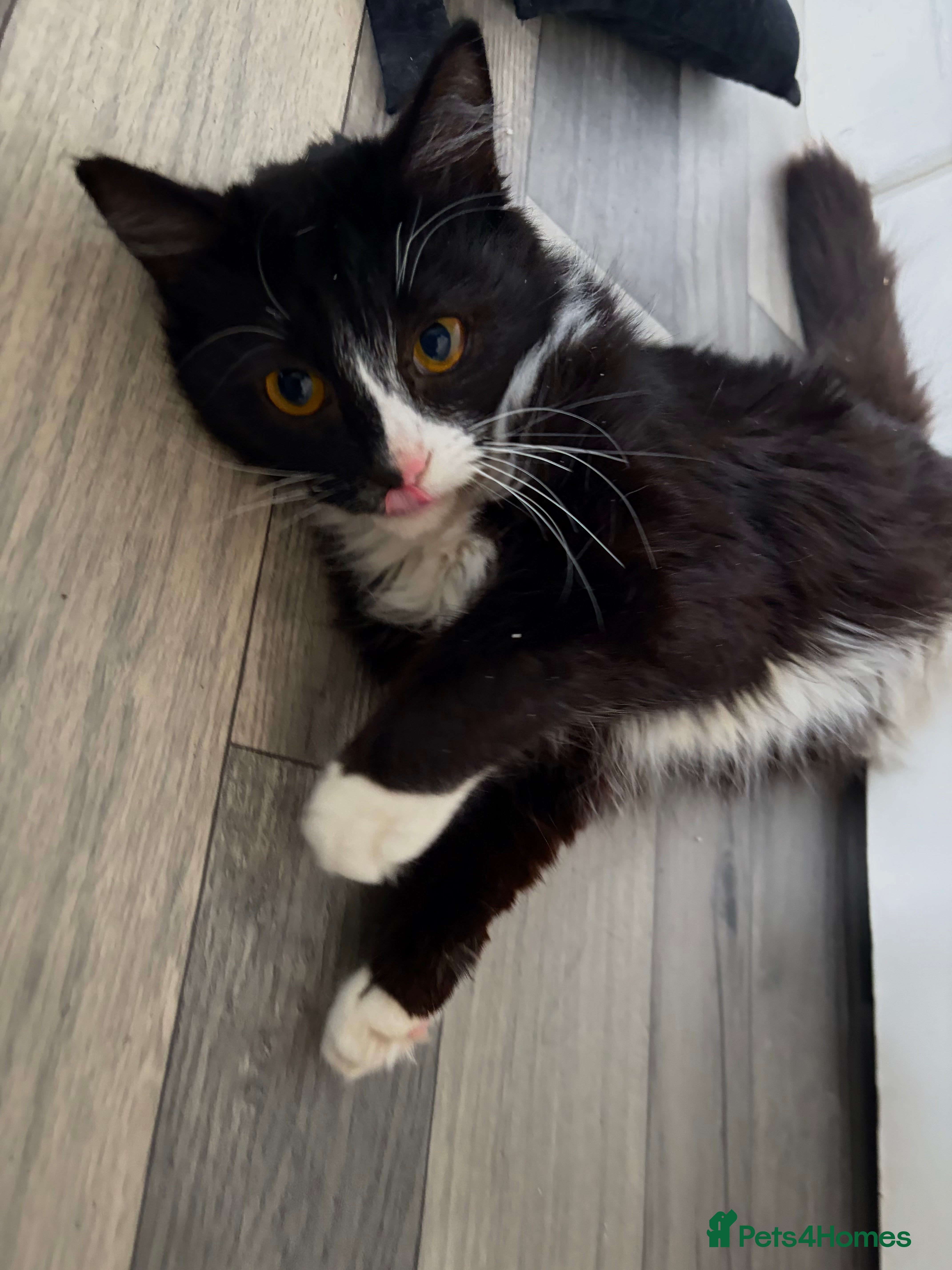 Mixed Breed cats Foster Ready for New home - Advert 1