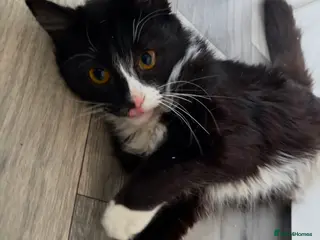 Mixed Breed cats Foster Ready for New home - Advert 1