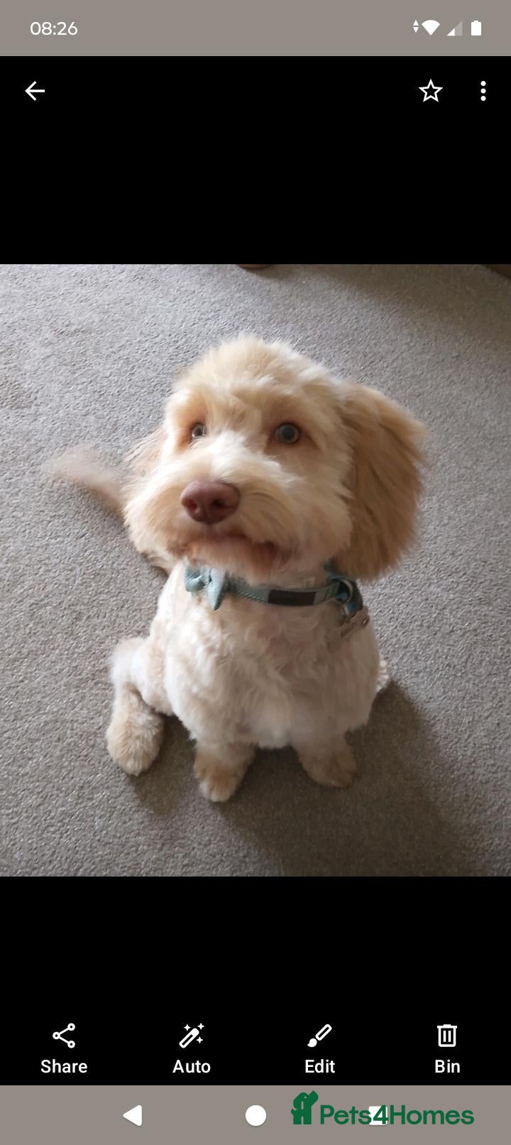 Cockapoo dogs 10 month old cockerapoo  - Advert 1