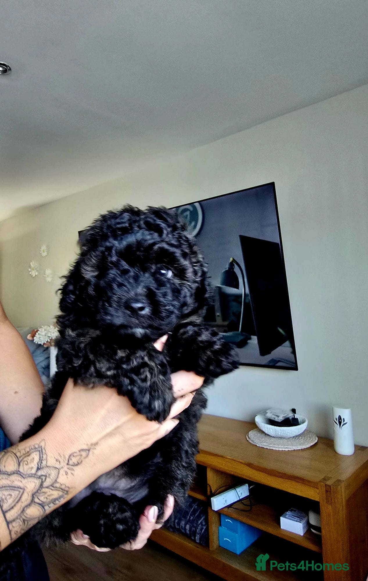 Pomapoo dogs Pomapoo x Toy Poodle 🐾 - Advert 1