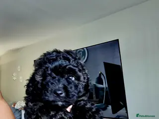 Pomapoo dogs Pomapoo x Toy Poodle 🐾 - Advert 3