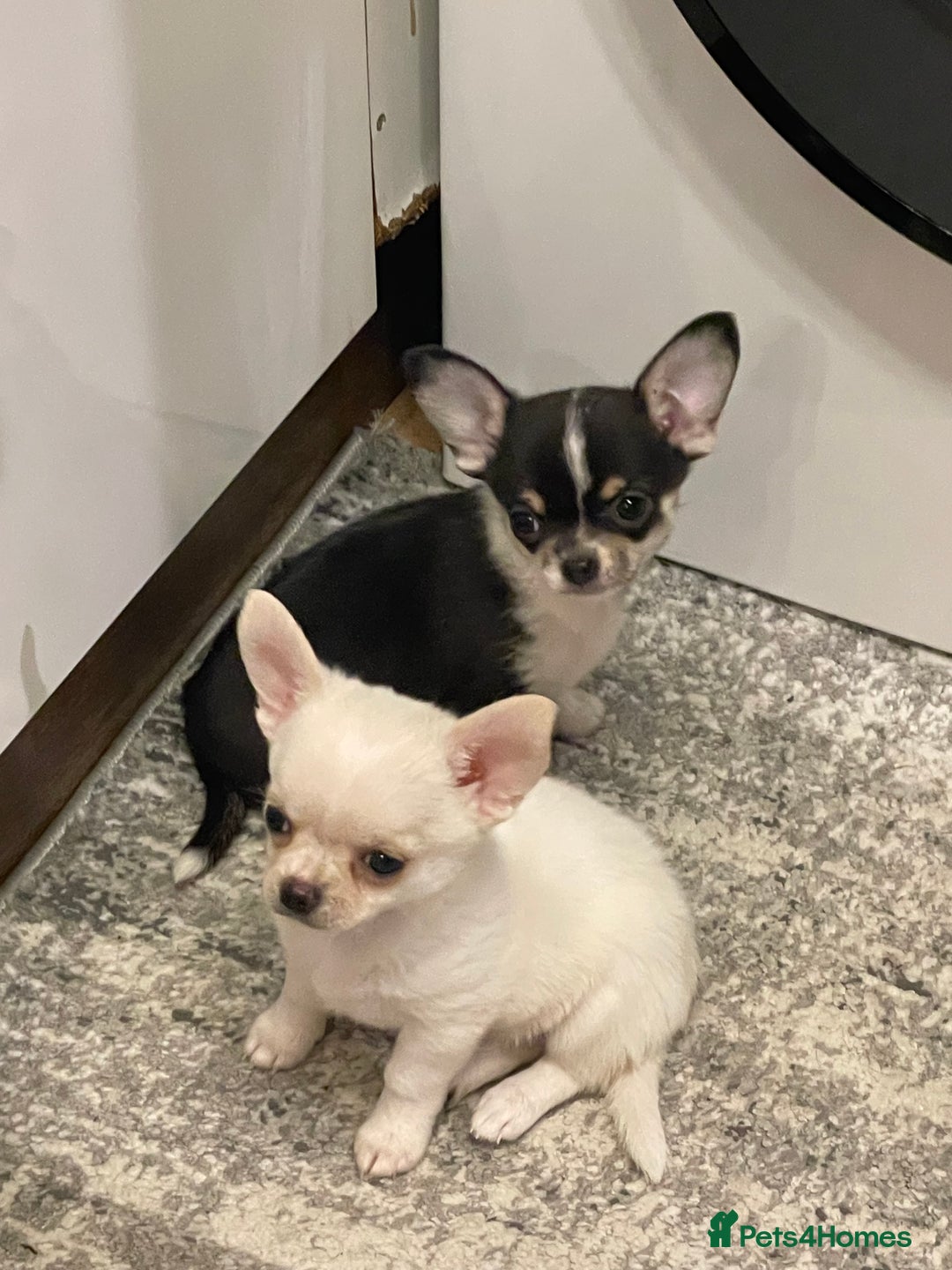 Chihuahua dogs for sale: Beautiful Longhaired Chihuahua Puppies  - Advert 1