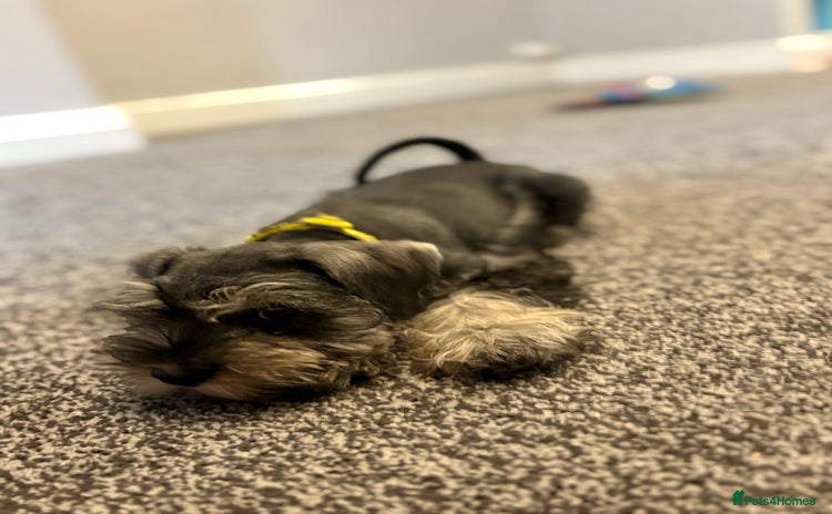 Miniature Schnauzer dogs in Dagenham - Advert 5
