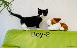 Mixed Breed cats for sale: Beautiful ,clever ,healthy village Kittens - Image 20