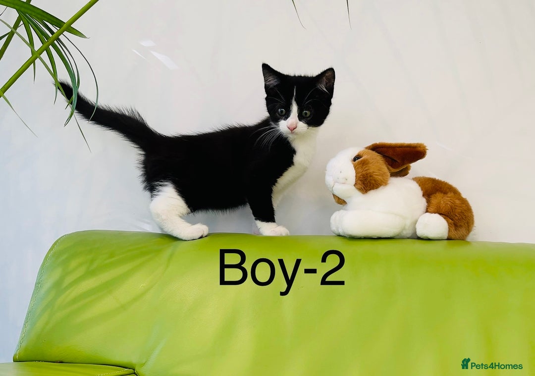 Mixed Breed cats for sale: Beautiful ,clever ,healthy village Kittens - Image 20