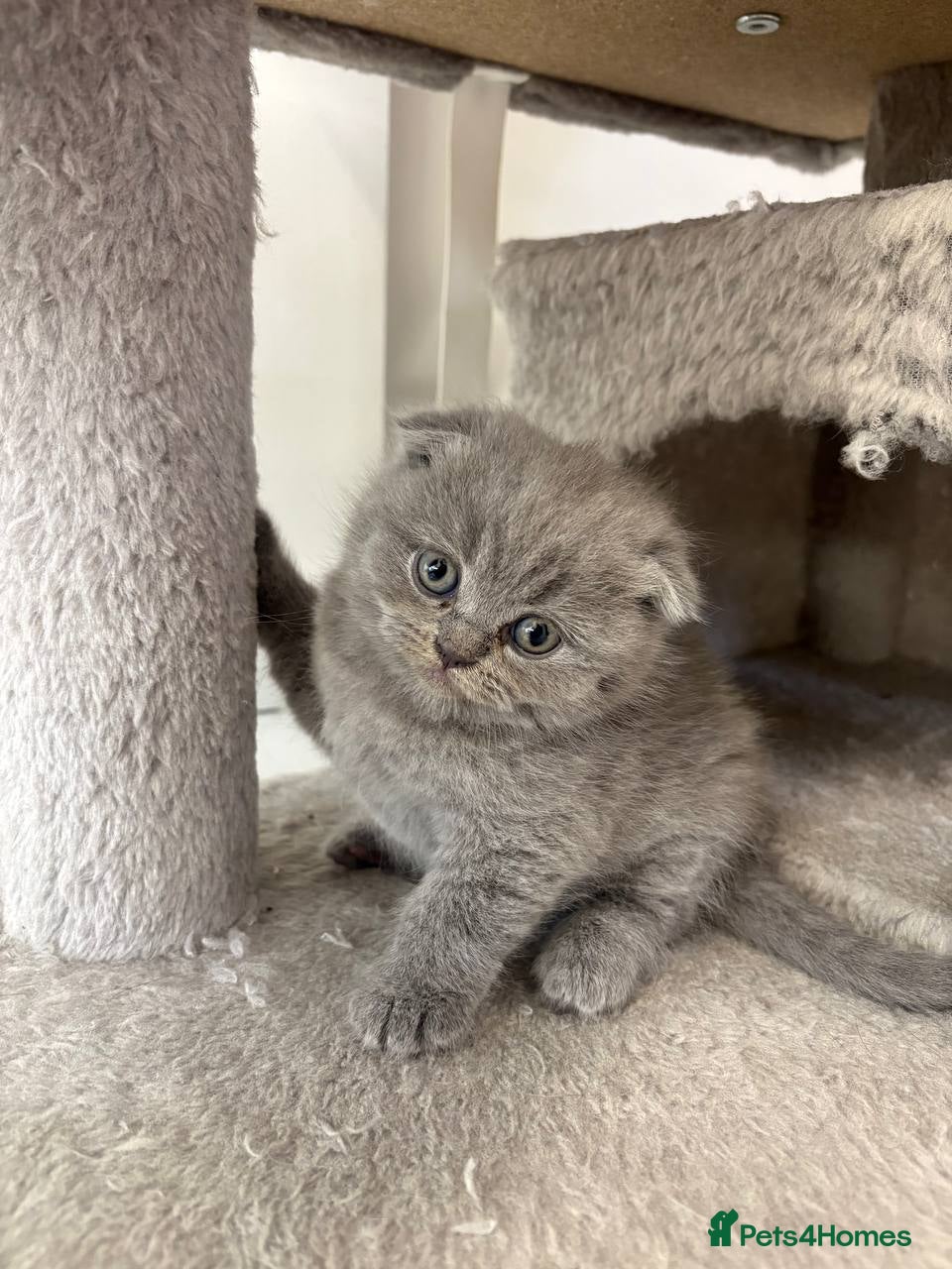 Scottish Fold cats Amazing Lilac And Blue Scottish Fold Kittens - Advert 2