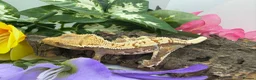 Gecko reptiles for sale: Crested gecko collection for sale  - Advert 12