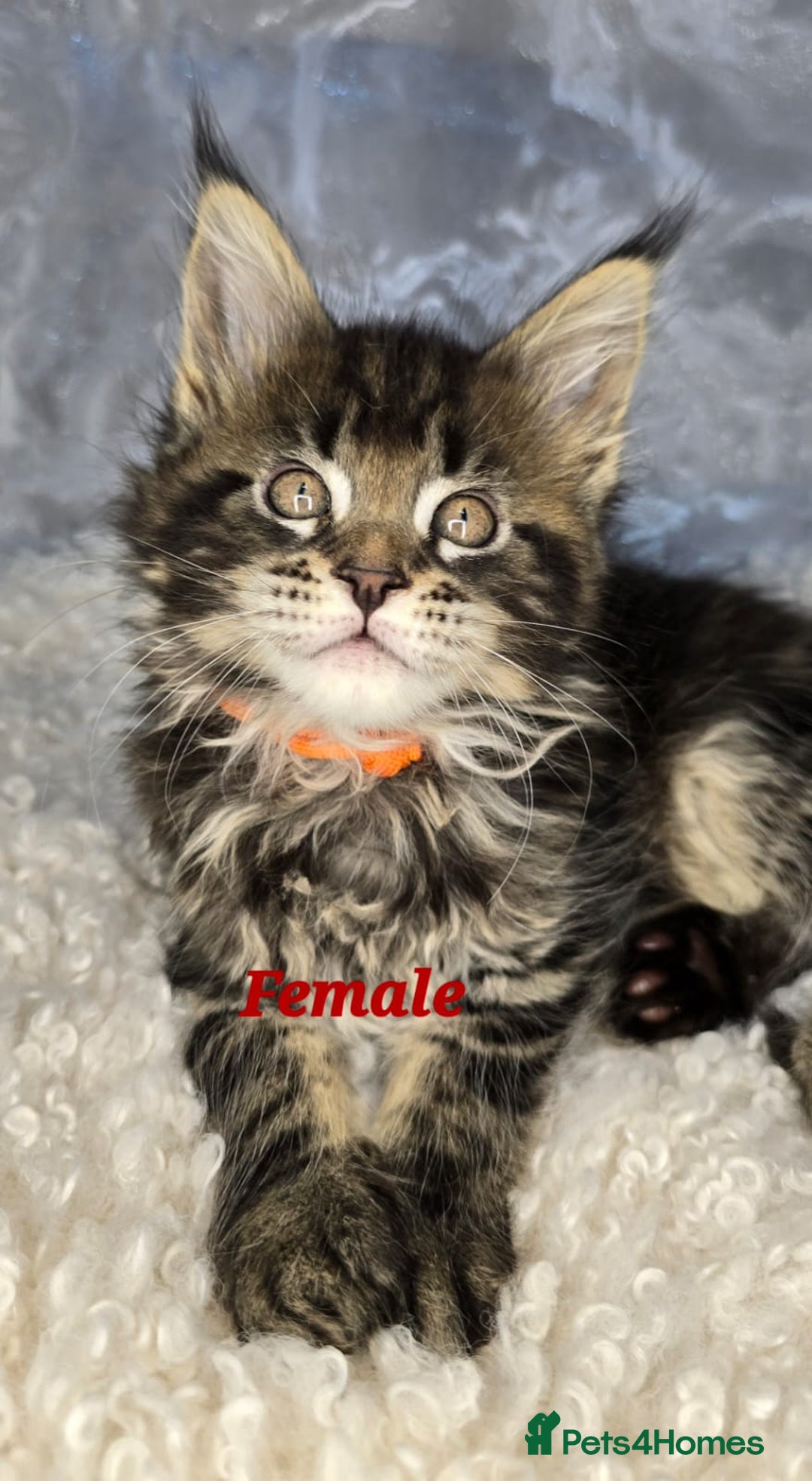 Maine Coon cats for sale: TICA KING SIZE MAINE COON CUBS - Advert 12