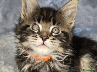 Maine Coon cats TICA KING SIZE MAINE COON CUBS - Advert 17