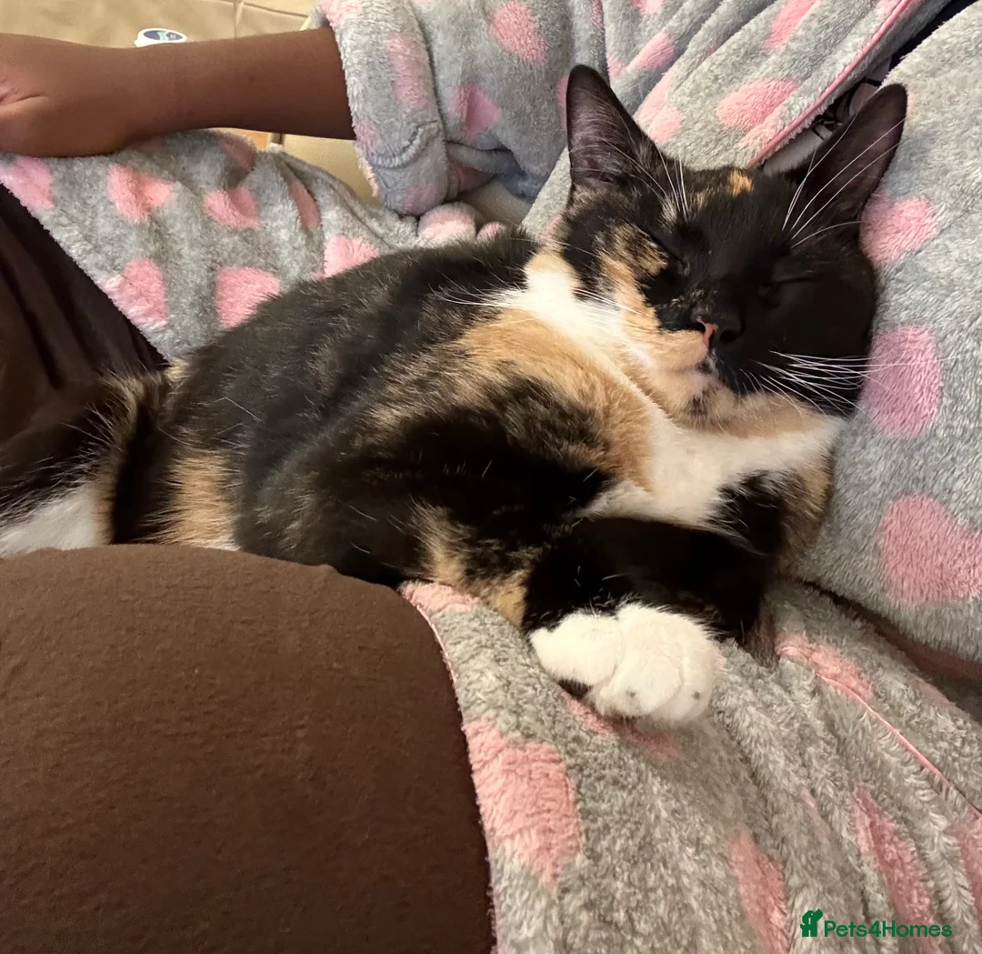 Mixed Breed cats for sale: 💛 Nova - Sweet tortie looking for a loving home - Advert 7