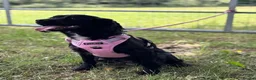 Cocker Spaniel dogs for sale: Spaniel boys needing homes - Advert 2