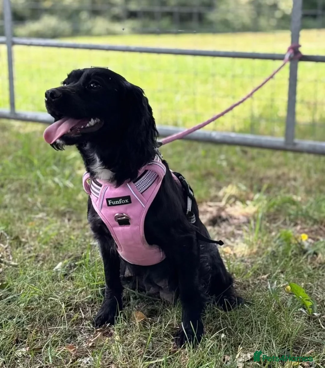 Cocker Spaniel dogs for sale: Spaniel boys needing homes - Advert 2