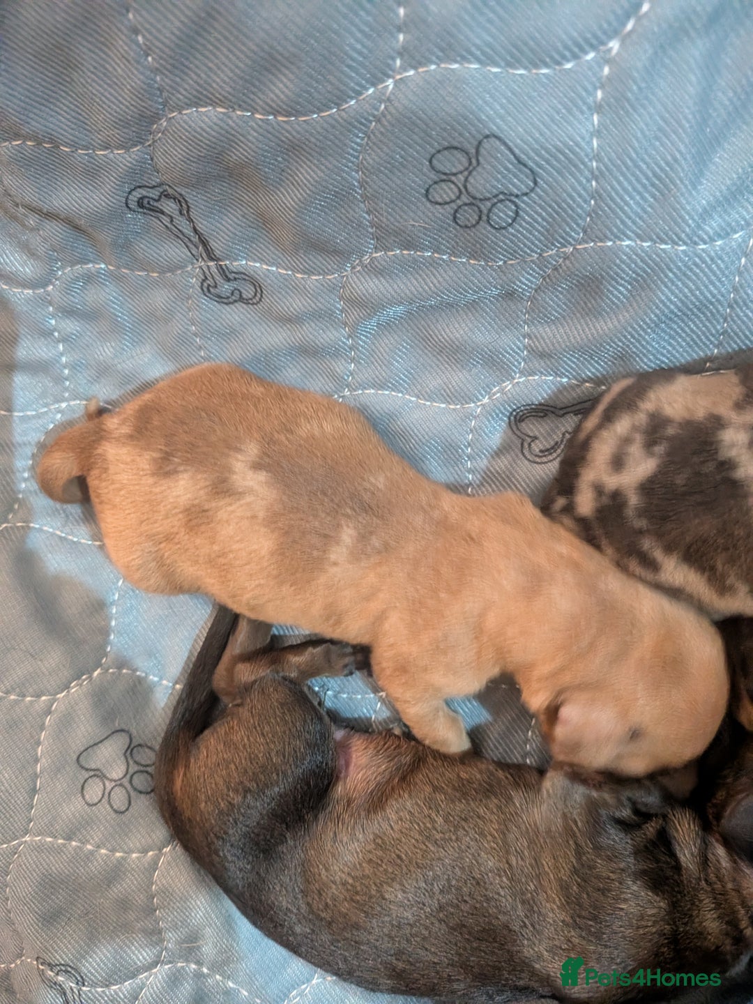 Dachshund dogs for sale: Dachshund puppies  - Advert 18