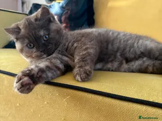 British Shorthair cats CINNAMON TORTIE BSH NOW AVAILABLE LAST ONE - Advert 3
