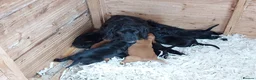 Cocker Spaniel dogs for sale: Beautiful Cocker Spaniels  in Morpeth - Advert 1