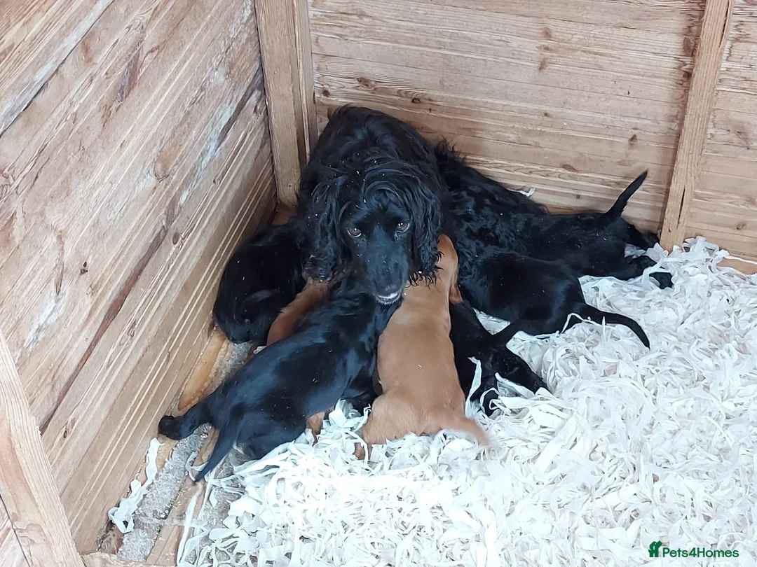 Cocker Spaniel dogs for sale: Beautiful Cocker Spaniels  in Morpeth - Advert 1