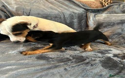 Jack Russell dogs for sale:  Jack Russell Terrier Puppies - Image 3