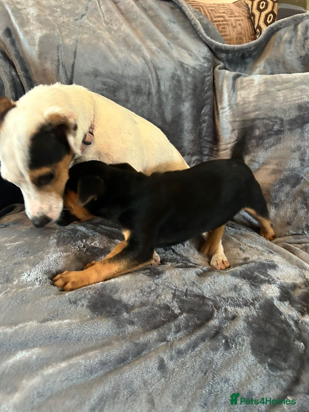 Jack Russell dogs for sale:  Jack Russell Terrier Puppies - Image 3